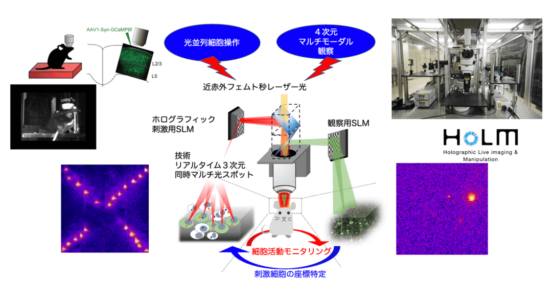 開発した2光子励起ホログラフィック顕微鏡(HoLM)